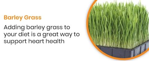 Barley Grass